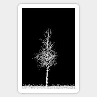 Lone Tree Sticker